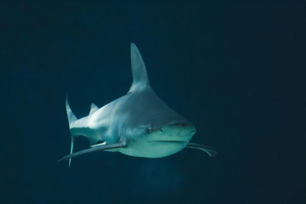 The Media's Influence on Shark Endangerment