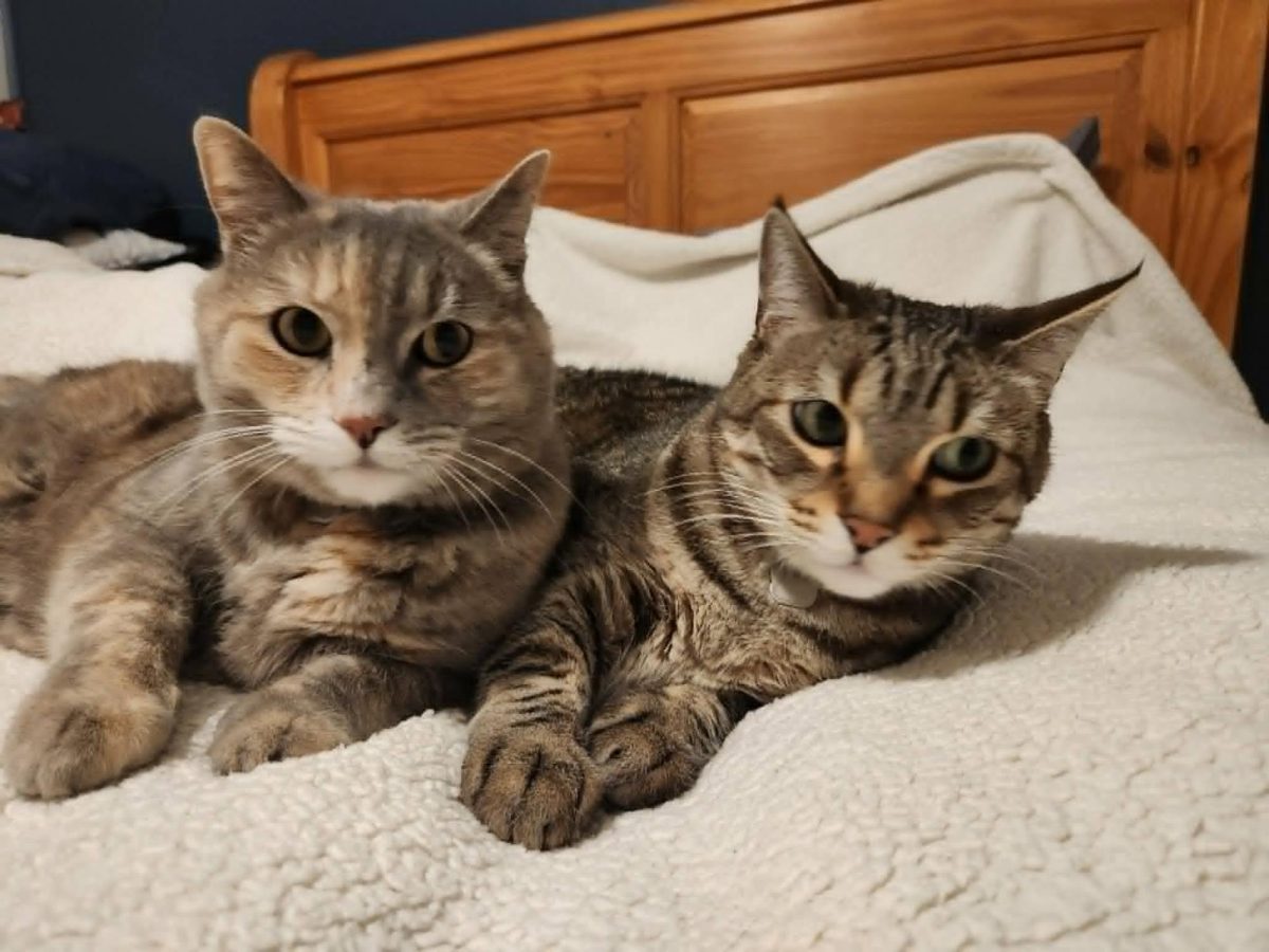 Cheerio (L) and Chex (R)