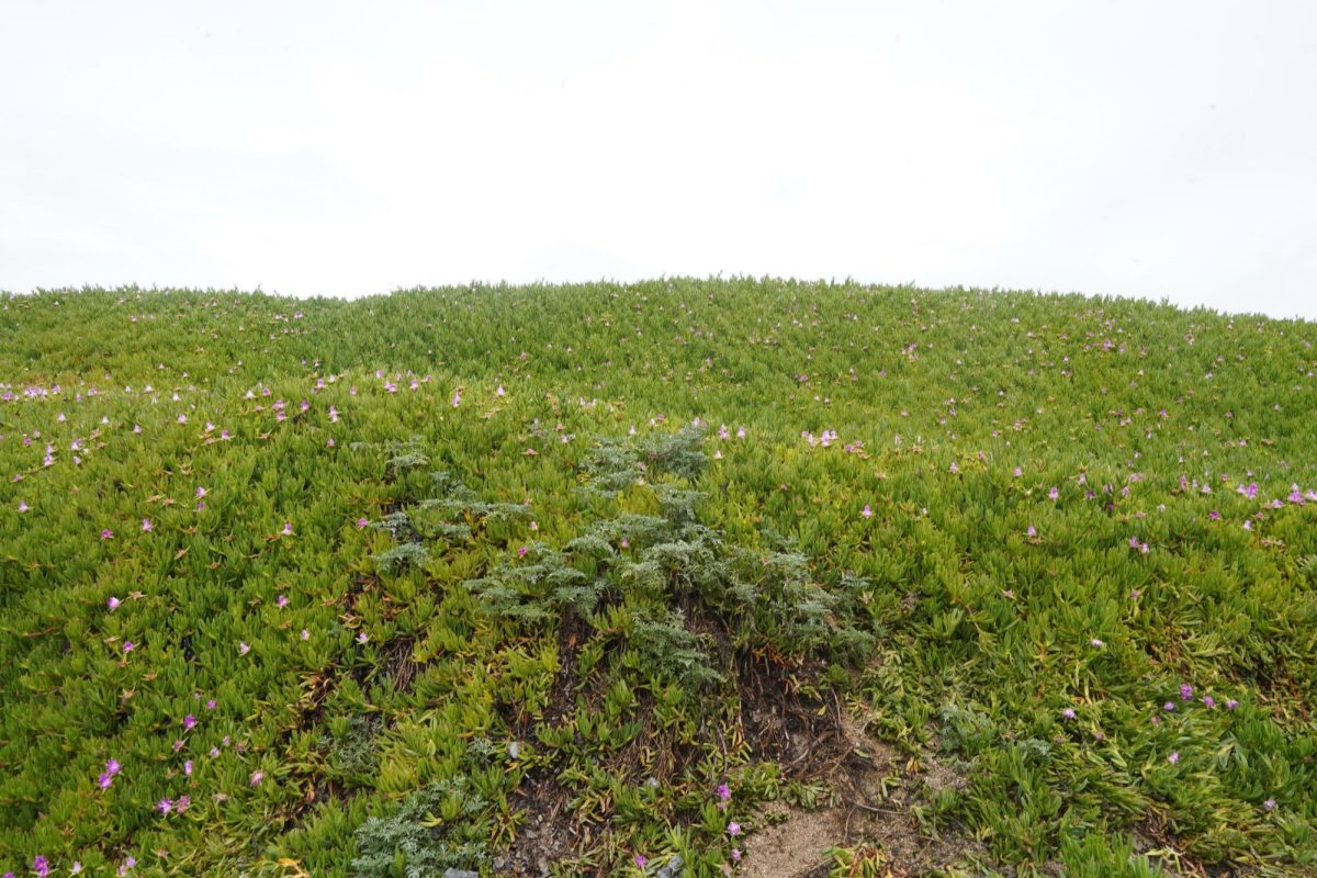 Green Algae