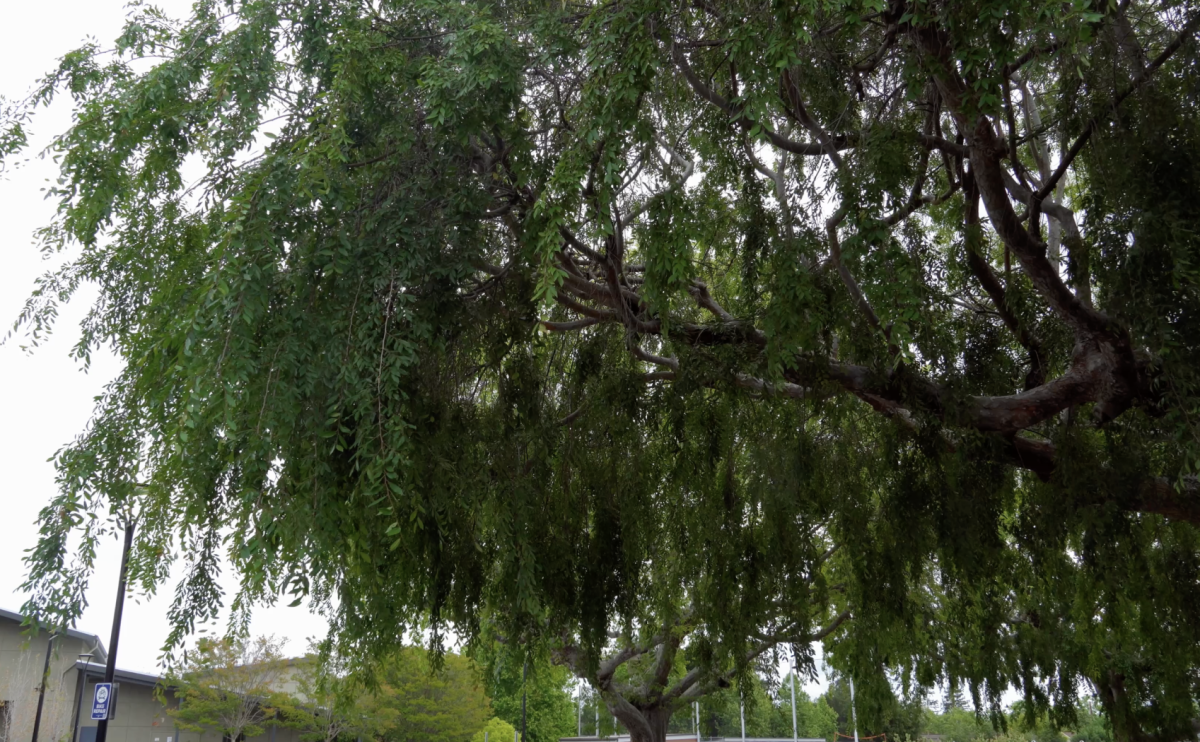 Campus Greenery Highlights
